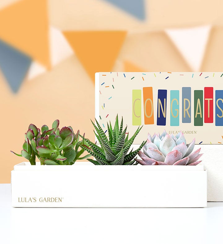 Congrats Succulents by Lula’s Garden®