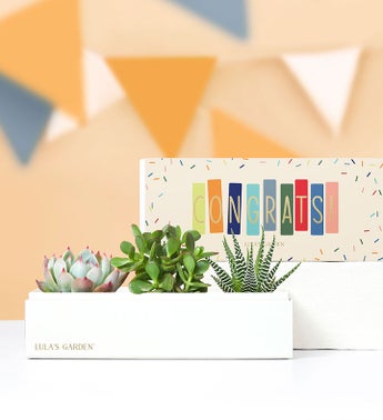 Congrats Succulents by Lulas Garden