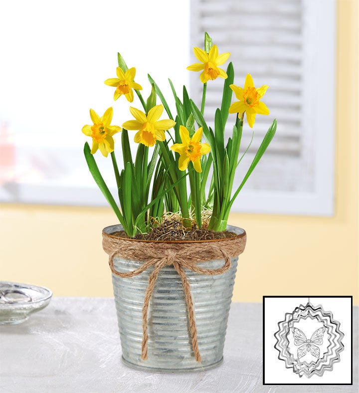 Cheerful Daffodil Bulbs