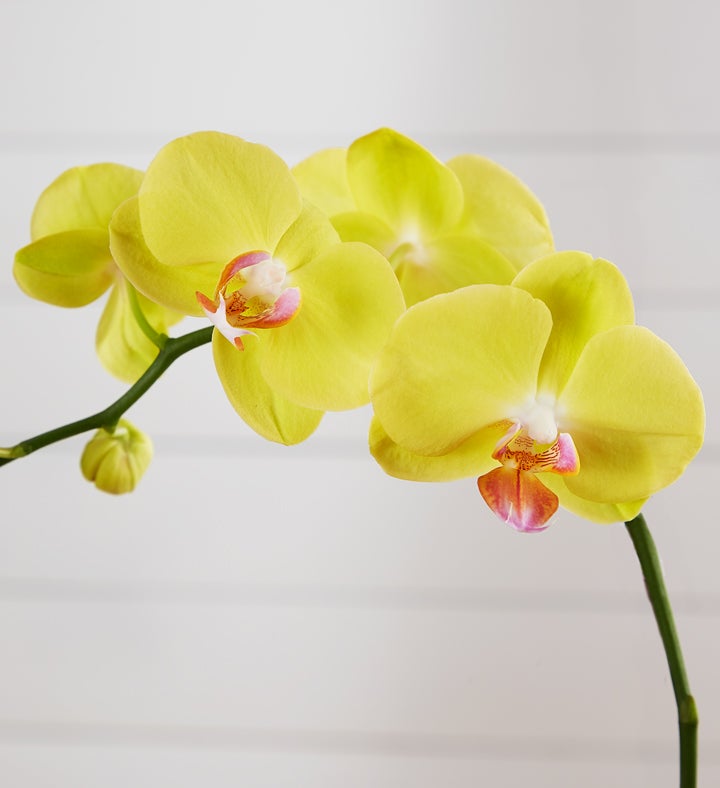 157958l2promoalt_view