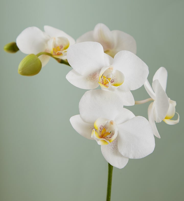 157959s2promoalt_view