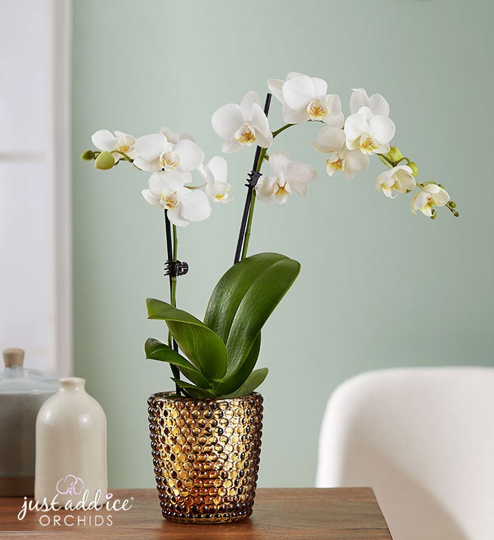 Simple Splendor Mini Orchid
