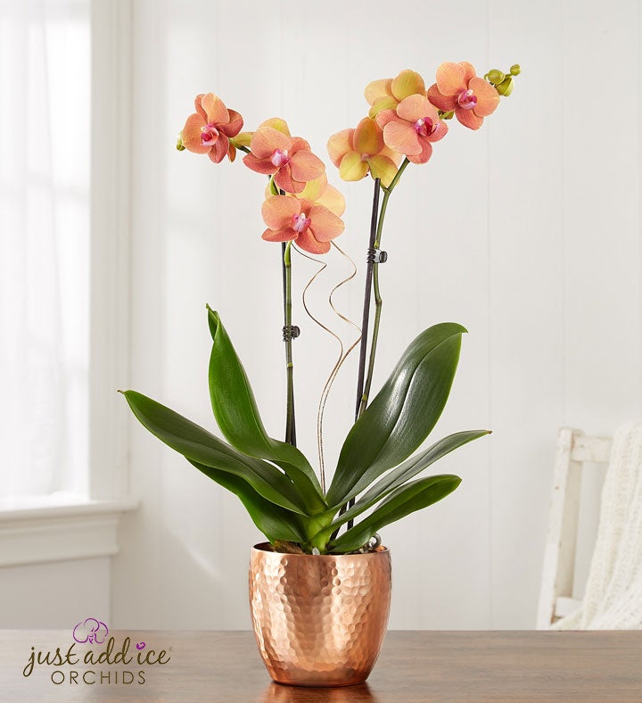 Bonfire Warmth Orchid