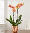 Bonfire Warmth Orchid