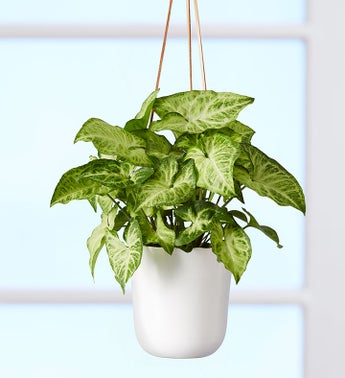 Arrowhead Hanging Plant