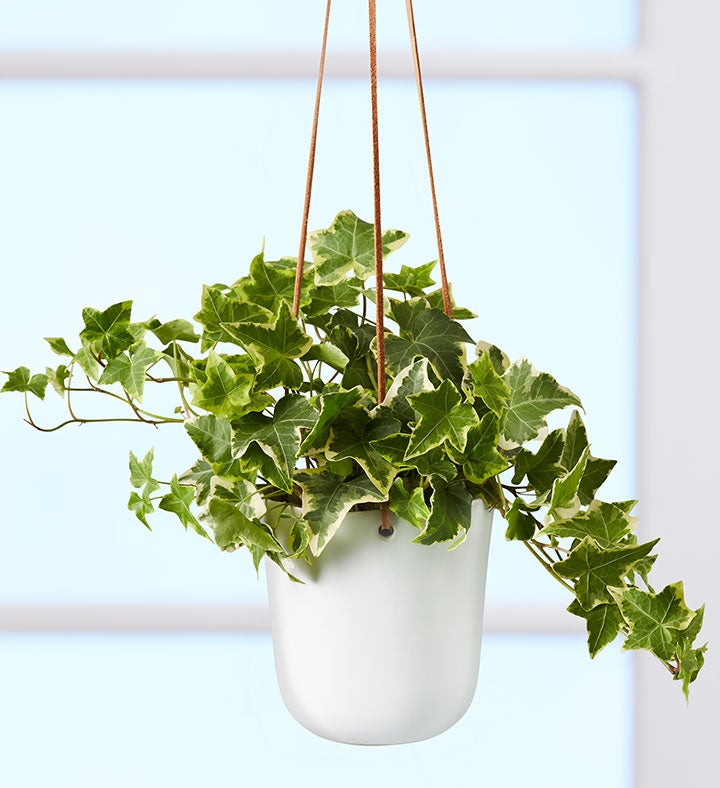 English Ivy Hanging Plant From 1 800 Flowerscom