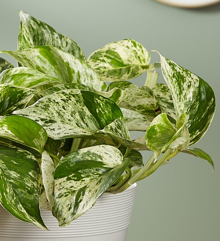 National Plant Network 6 in. Marble Queen Pothos Plant in Grower Container (1-Piece)