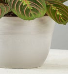 Red Maranta Prayer Plant