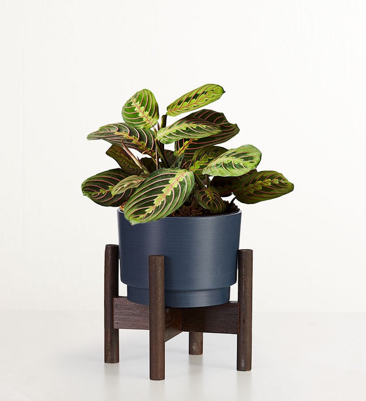 1-800-Flowers Plant Delivery Red Maranta Prayer Plant Table Size (Medium) W/ Midnight Planter