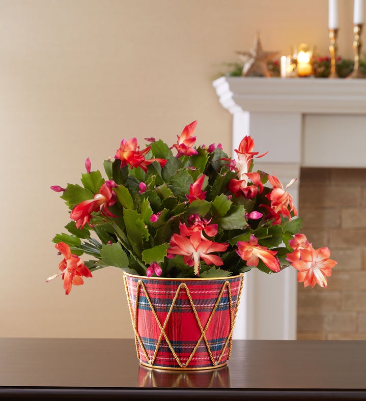 Christmas cactus deals delivery