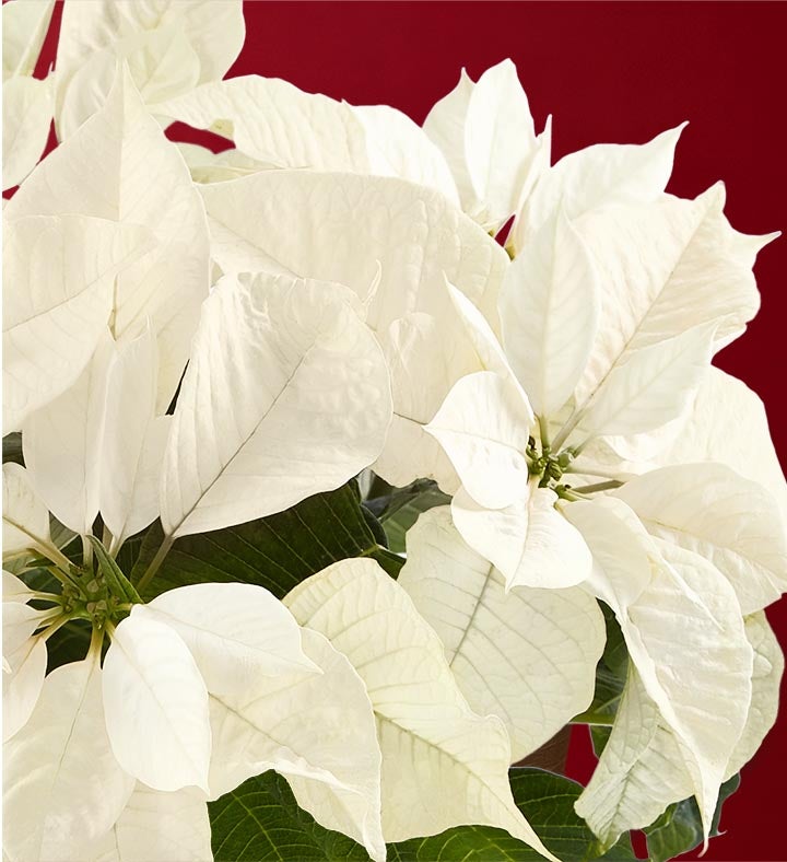 Winter White Poinsettia Plant