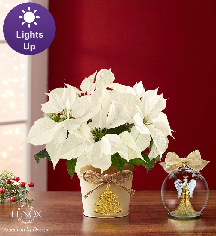 Winter White Poinsettia Plant