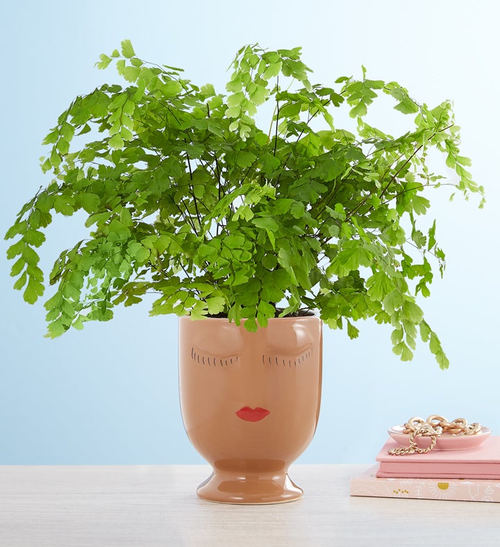 Maiden Hair ‘Fern’