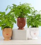 Maiden Hair ‘Fern’