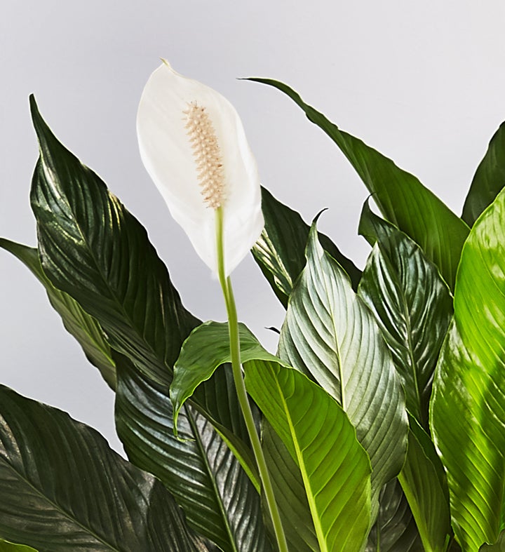 Calming Peace Lily Floor Plant | 1800flowers.com