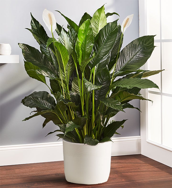 Remembrance Peace Lily Floor Plant