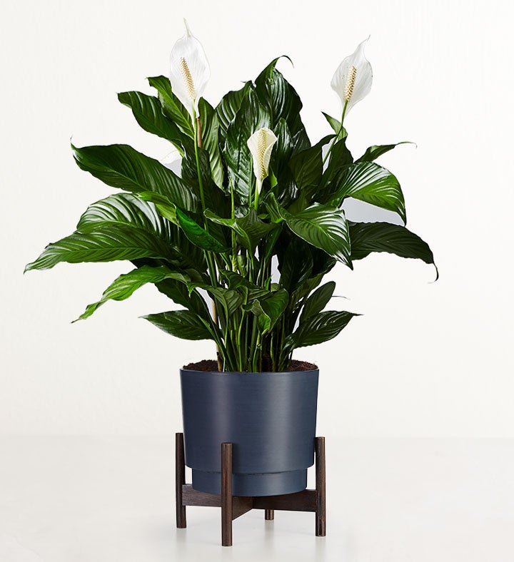 1-800-Flowers Flower Delivery Calming Peace Lily Floor Plant (Large) W/ Midnight Planter