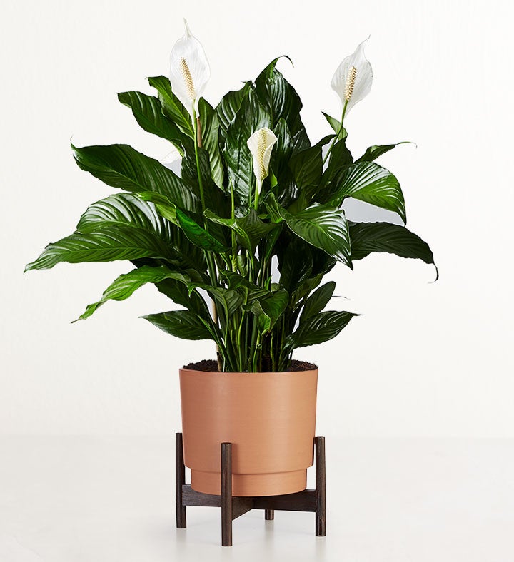 1-800-Flowers Flower Delivery Calming Peace Lily Floor Plant (Large) W/ Rust Planter