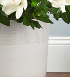 Gardenia Floor Plant for Sympathy