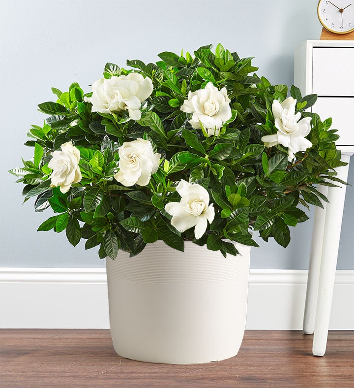 Gardenia Floor Plant for Sympathy | 1800Flowers.com