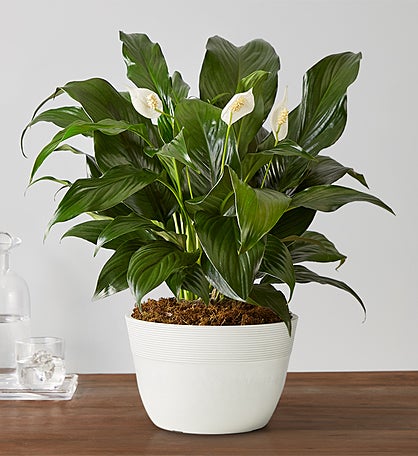 Calming Peace Lily Plant
