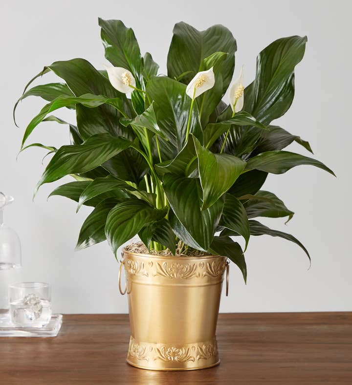 Peace Plant in Gold Planter