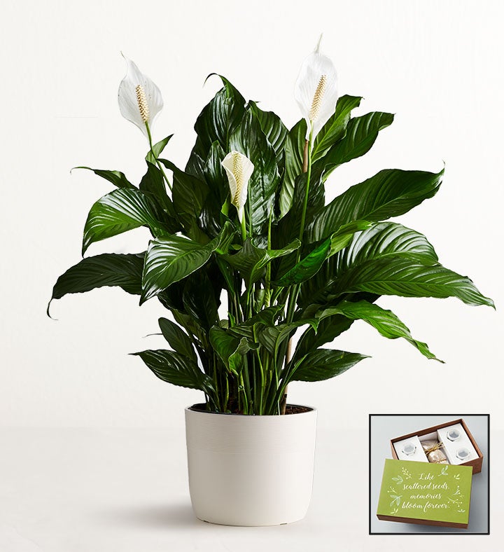 1-800-Flowers Flower Delivery Remembrance Peace Lily Floor Plant (Large)W/ Sandstone Planter + Wildflower Seeds