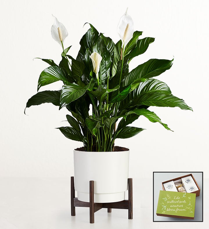 Remembrance Peace Lily Floor Plant