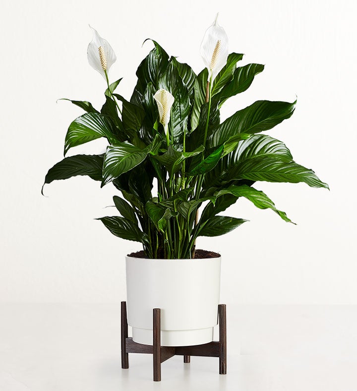 1-800-Flowers Flower Delivery Remembrance Peace Lily Floor Plant (Large) W/ Snowcap Planter