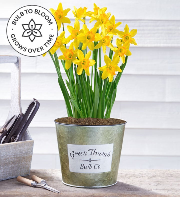 Delightful Daffodil Bulbs Free