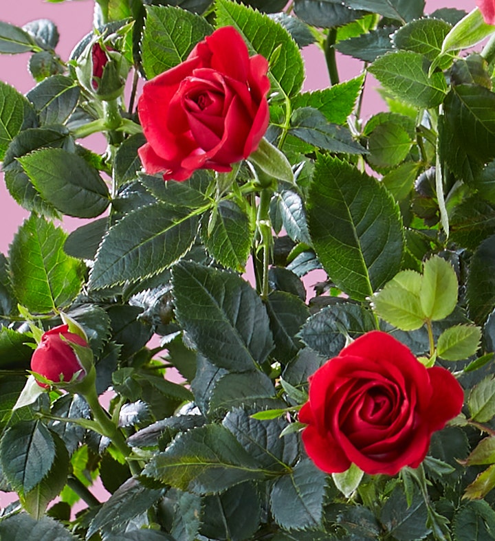 Bundle Of Love Rose Plant | 1800flowers.com