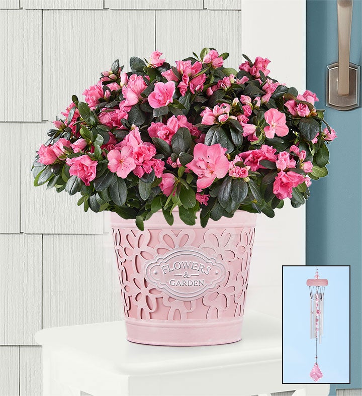 Pretty In Pink Azalea