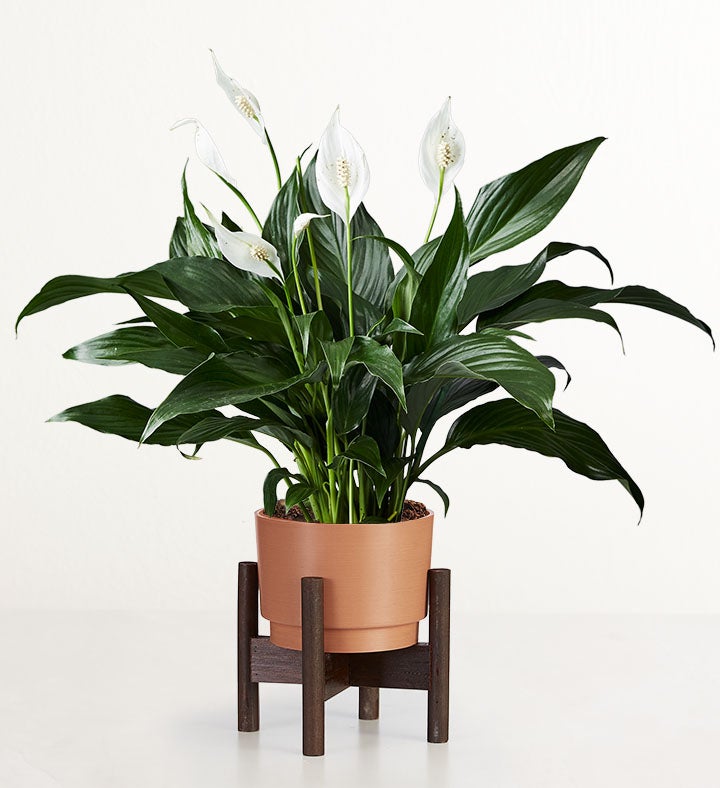 1-800-Flowers Flower Delivery Calming Peace Lily Plant Table Size (Medium) W/ Rust Planter