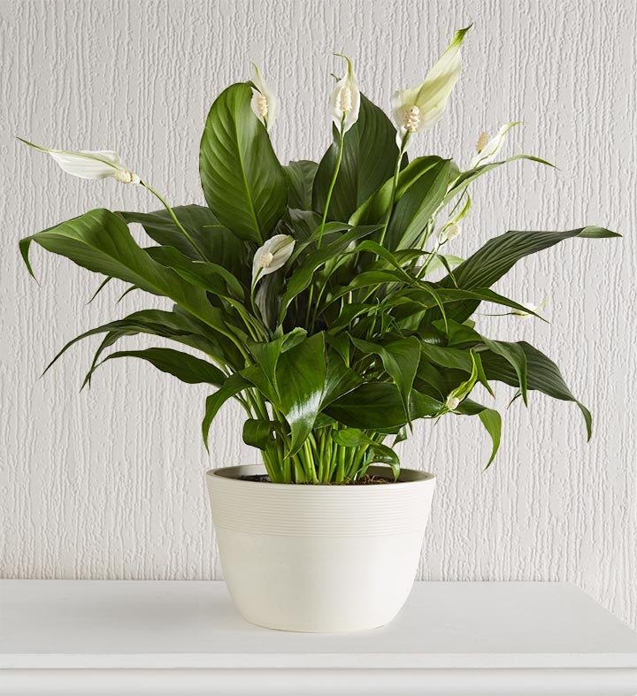 Calming Peace Lily Plant for Sympathy
