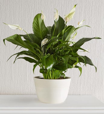 Peace Lily Plant