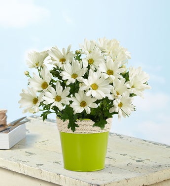 White Daisy Mum