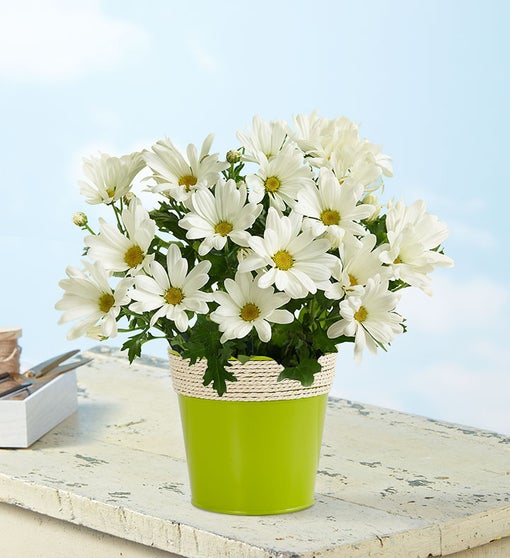 White Daisy Mum