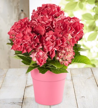Pink Garden Hydrangea