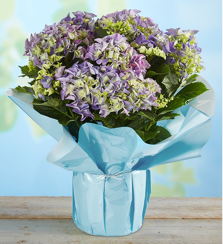 Hydrangea Delivery Send Hydrangea Plants 1800Flowers