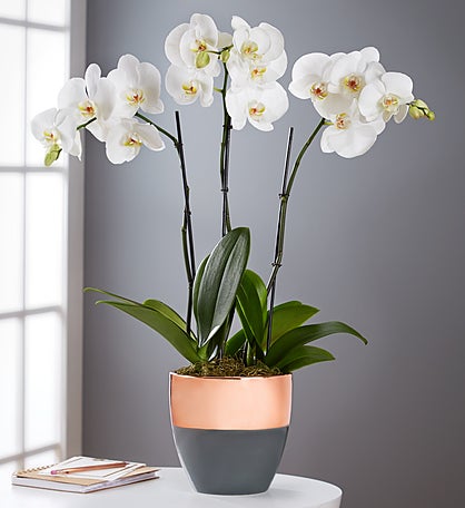 Orchid  Top Flowers.com