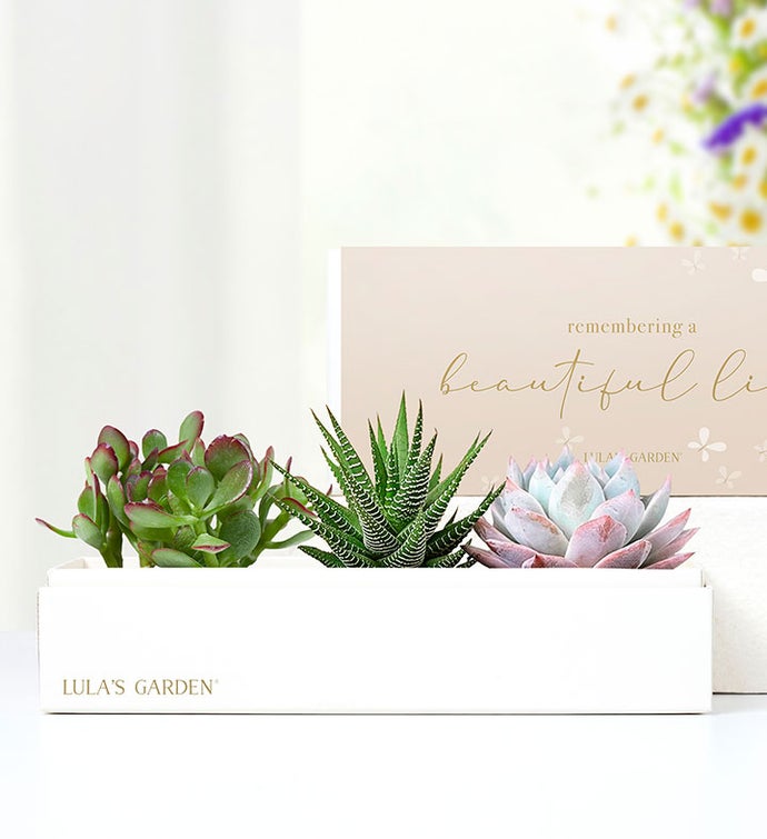 In Loving Memory Succulents by Lula’s Garden