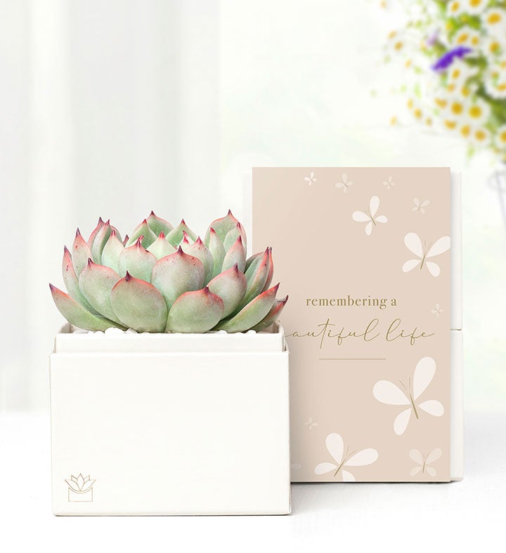1-800-Flowers Everyday Gift Delivery In Loving Memory Succulents By Lula's Garden Small