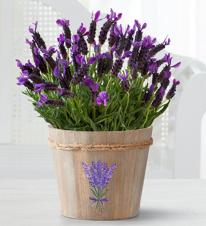 Lovely Lavender Plant