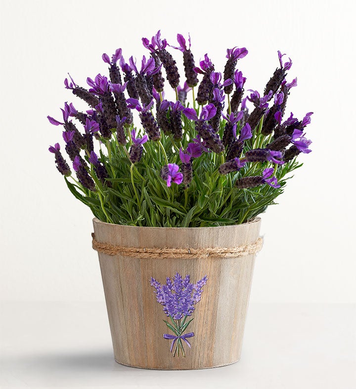 1-800-Flowers Plant Delivery Lovely Lavender Plant Large