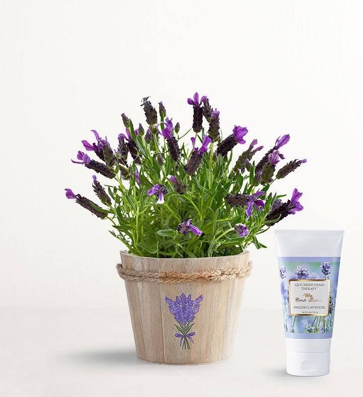 1-800-Flowers Plant Delivery Lovely Lavender Plant Small W/ Lotion