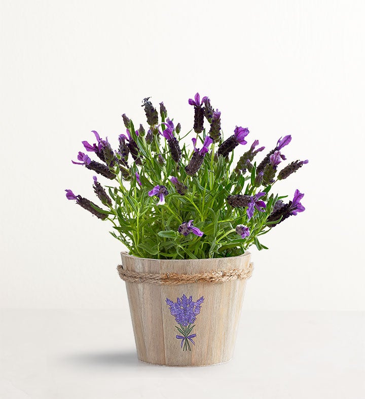 Lovely Lavender Plant
