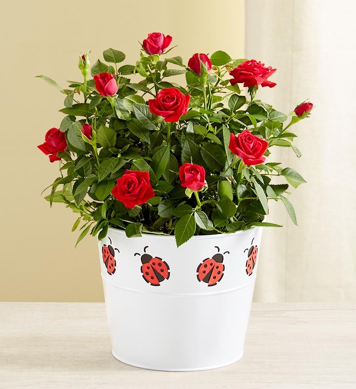 Funeral Flowers Online - Plants in a Box | Keep Memories Alive & Send Plants  That Last