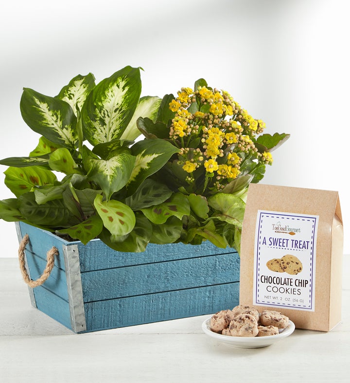 Dish Garden Plants Succulent Dish Garden Delivery 1800Flowers