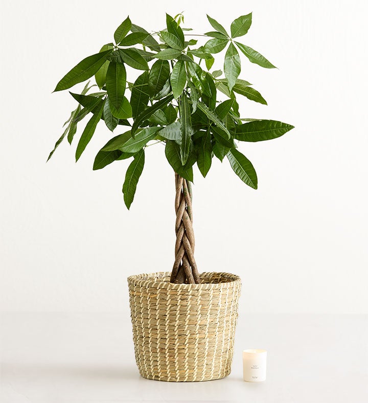 Money Tree