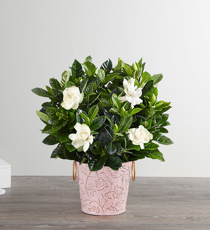 Gardenia Flower Delivery | Gardenia Bouquets & Arrangements | 1800Flowers